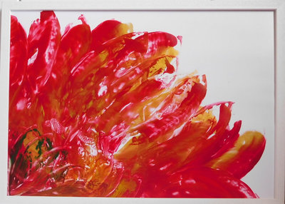 United (Flowering Series) (A2) (tegen meerprijs met andere lijst)
